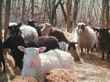 kevään ensi aurinko