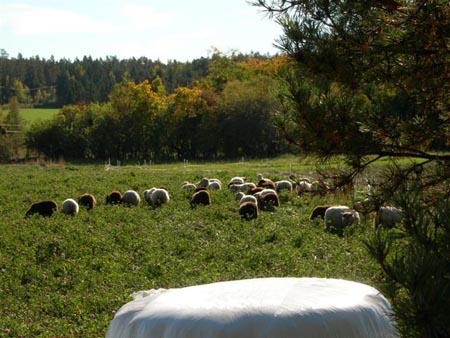 pyoröpaali ja uuhet